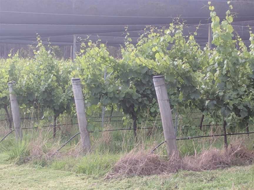 Old Inn Road Vineyard, Bulahdelah, New South Wales