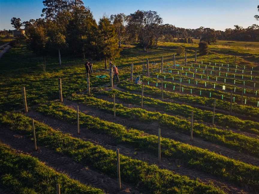 Renzaglia Wines, O'Connell, New South Wales