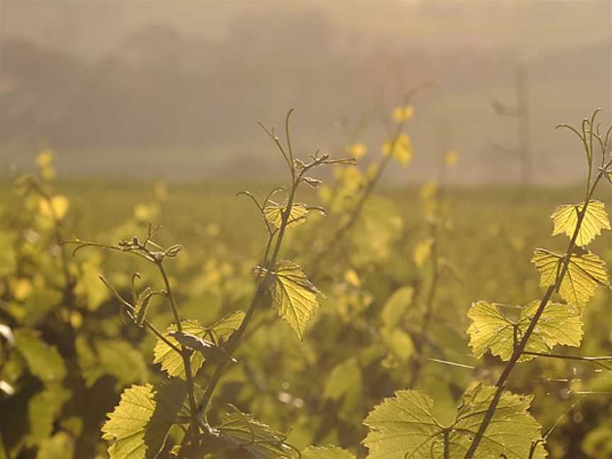 Robert Oatley Vineyards, Mudgee, New South Wales