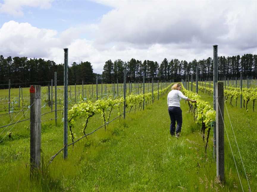 Sapling Yard Wines, Braidwood, New South Wales