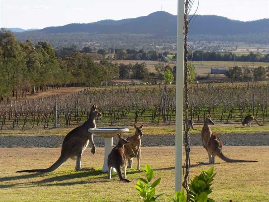 Small Forest Wine, Denman, New South Wales