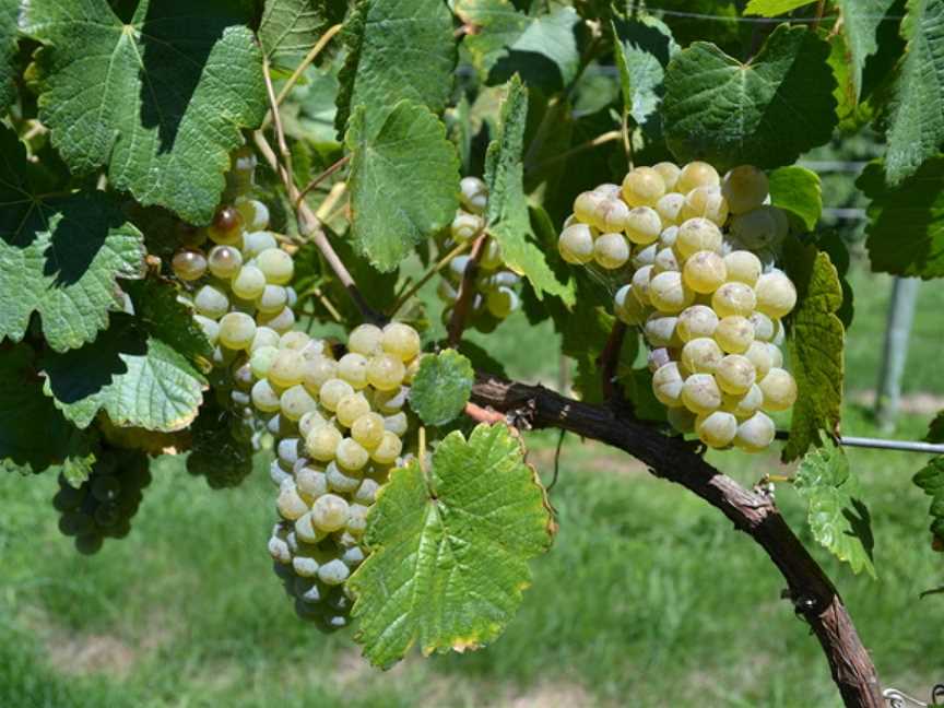 Sons & Brothers Vineyard, Millthorpe, New South Wales