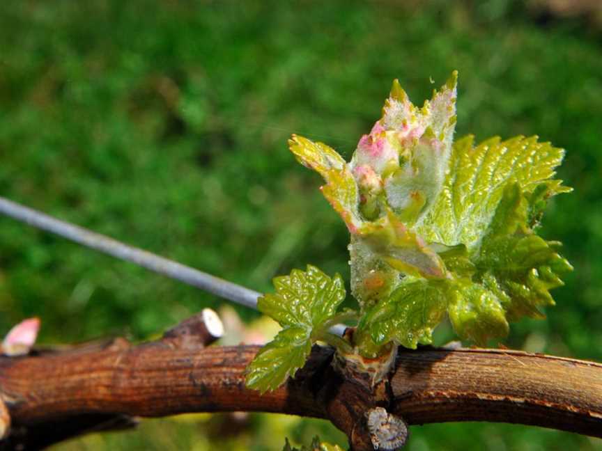 St Maur Wines, Exeter, New South Wales