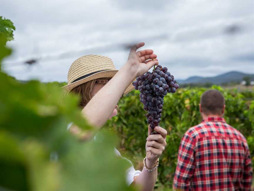 Stomp Wine, Wineries in Lovedale