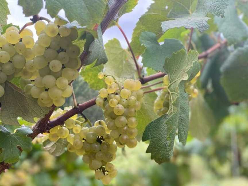 Stonehurst Cedar Creek Vineyard, Cedar Creek, New South Wales