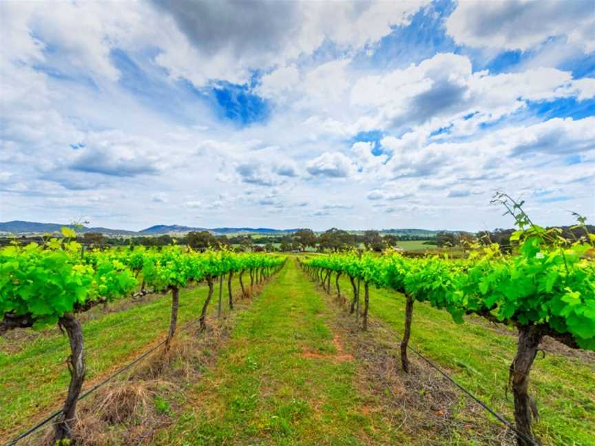 Walter, Mudgee, New South Wales