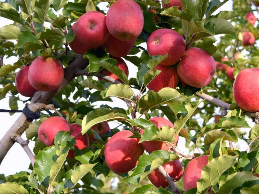 Wilgro Orchards, Batlow, New South Wales