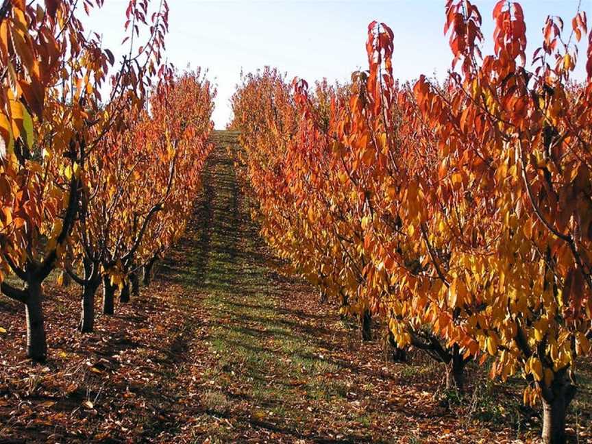 Wilgro Orchards, Wineries in Batlow