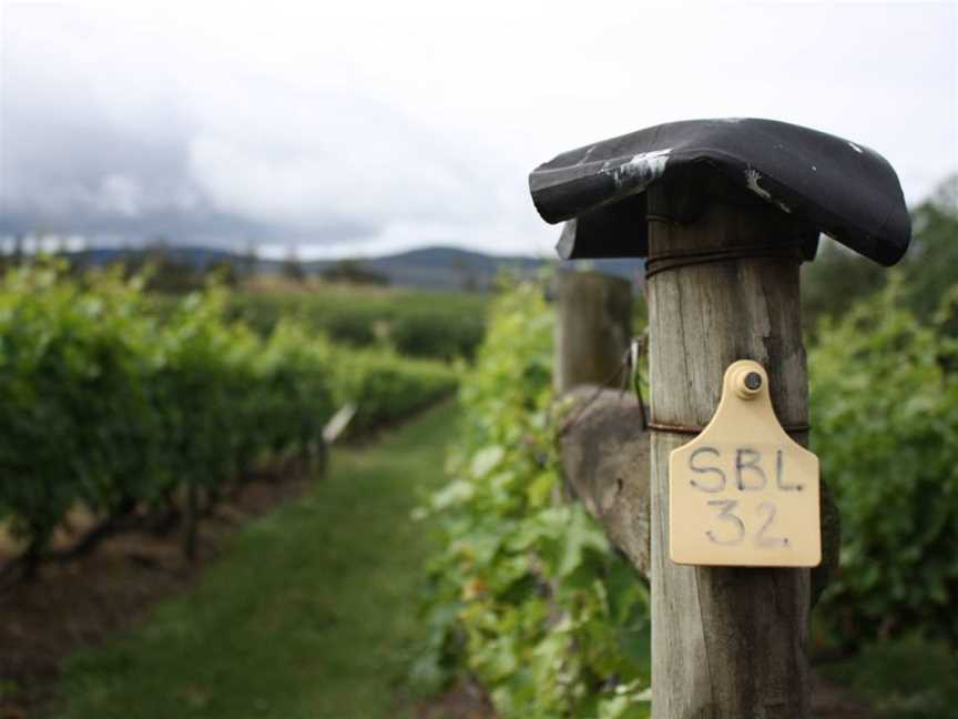 Iron Pot Bay Vineyard, Rowella, Tasmania