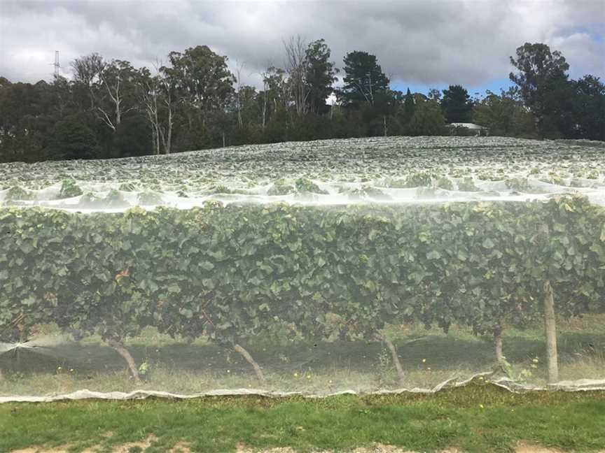 Velo Wines, Legana, Tasmania