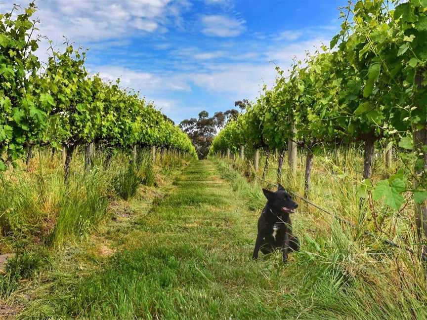 ShowBlock Estate, Wineries in McLaren Flat