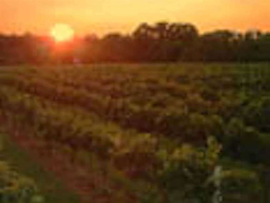 Fluted Cape Vineyard, Wineries in Kettering