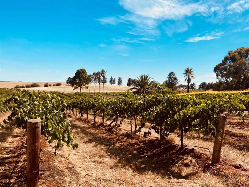 Cimicky Wines, Wineries in Lyndoch