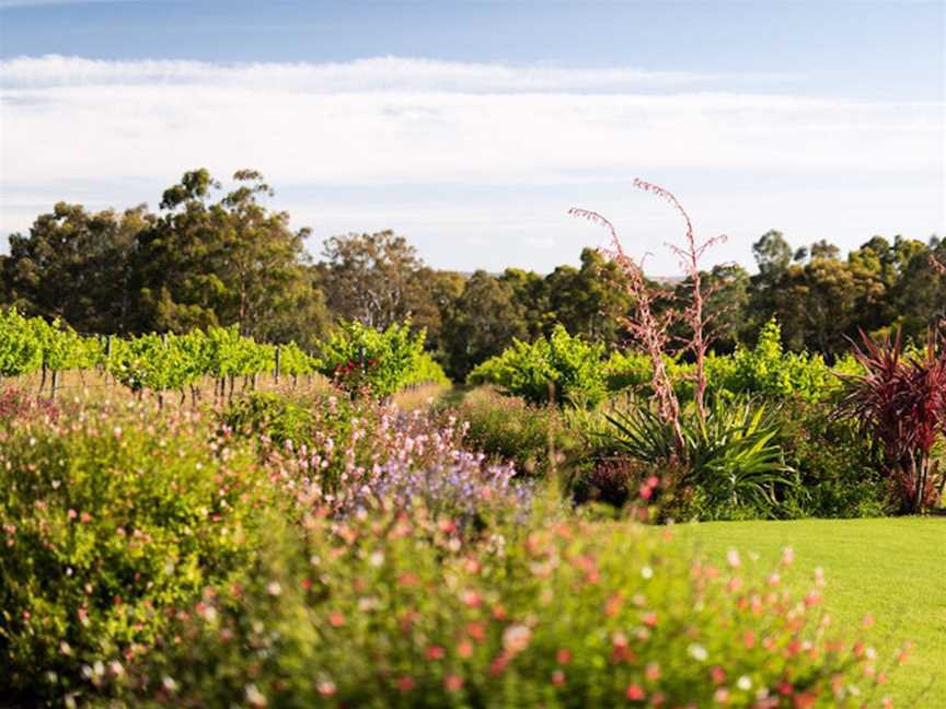 Alluca Vineyards, Wineries in Blewitt Springs