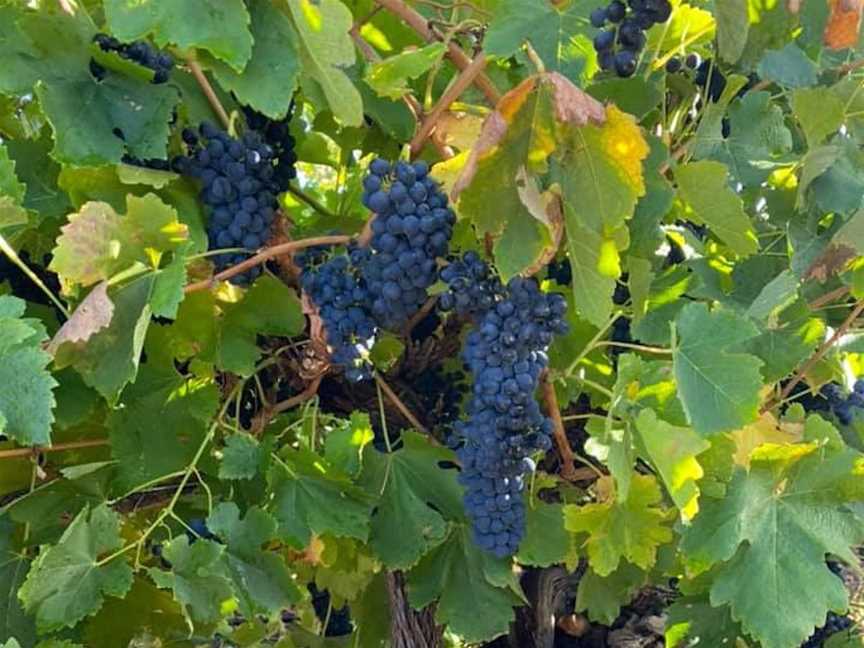 Brothers in Arms, Wineries in Langhorne Creek