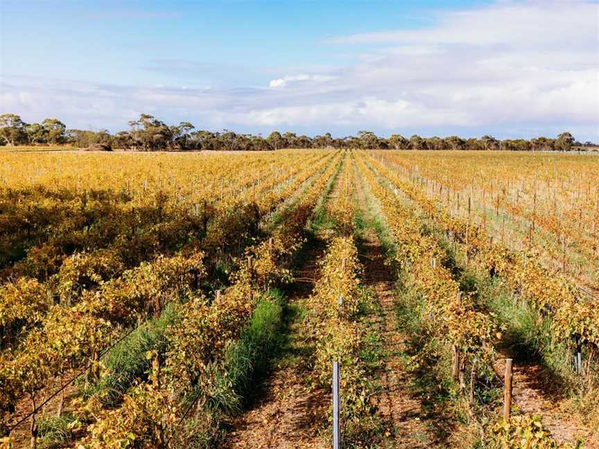 Temple Bruer, Wineries in Angas Plains