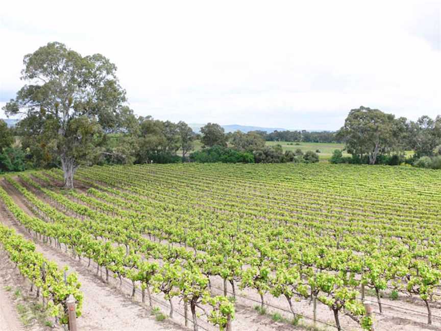 Vasarelli Wines, Wineries in McLaren Vale