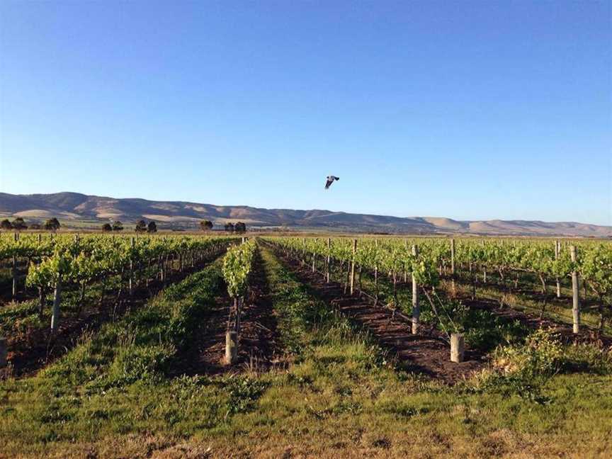 Tinlins, Wineries in McLaren Vale