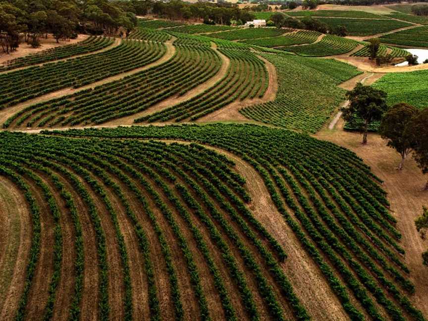 Hickinbotham Clarendon Vineyard, Wineries in Clarendon