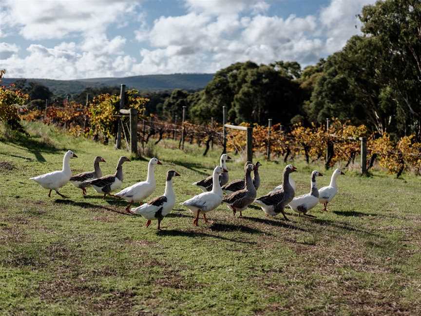 Demeter Certified Biodynamic Vineyard at Marri Wood Park.