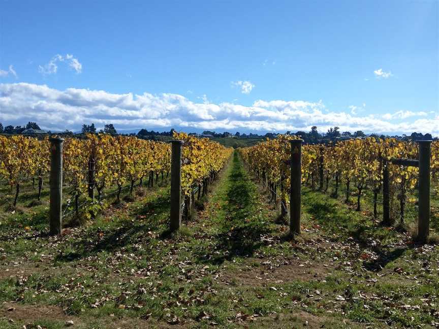 Borthwick Vineyard, Gladstone, New Zealand