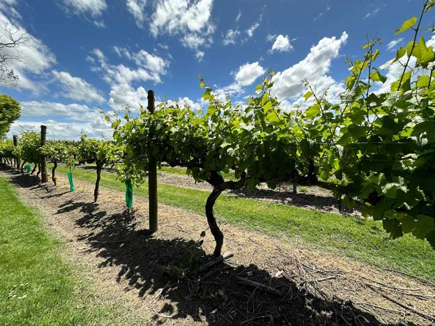 Brookfields Vineyards, Meeanee, New Zealand