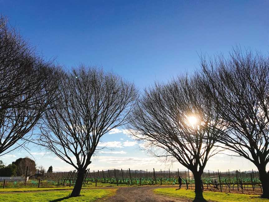 Brookfields Vineyards, Meeanee, New Zealand