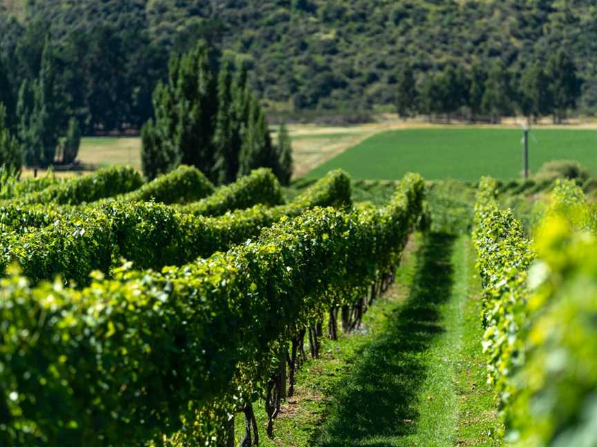 Coxs' Vineyard, Gibbston, New Zealand