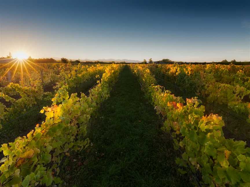 Greenhough Vineyard, Hope, New Zealand