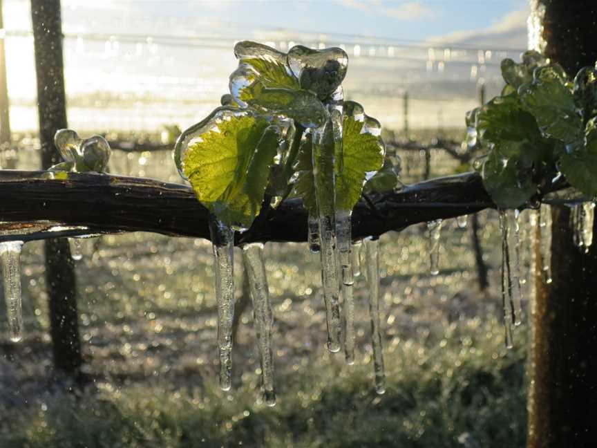 Immigrant's Vineyard, Alexandra, New Zealand