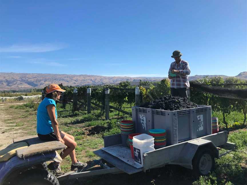 Immigrant's Vineyard, Alexandra, New Zealand