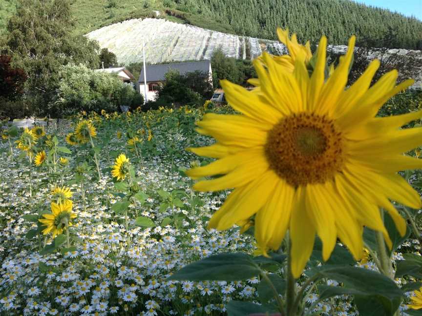 Johanneshof Cellars, Koromiko, New Zealand