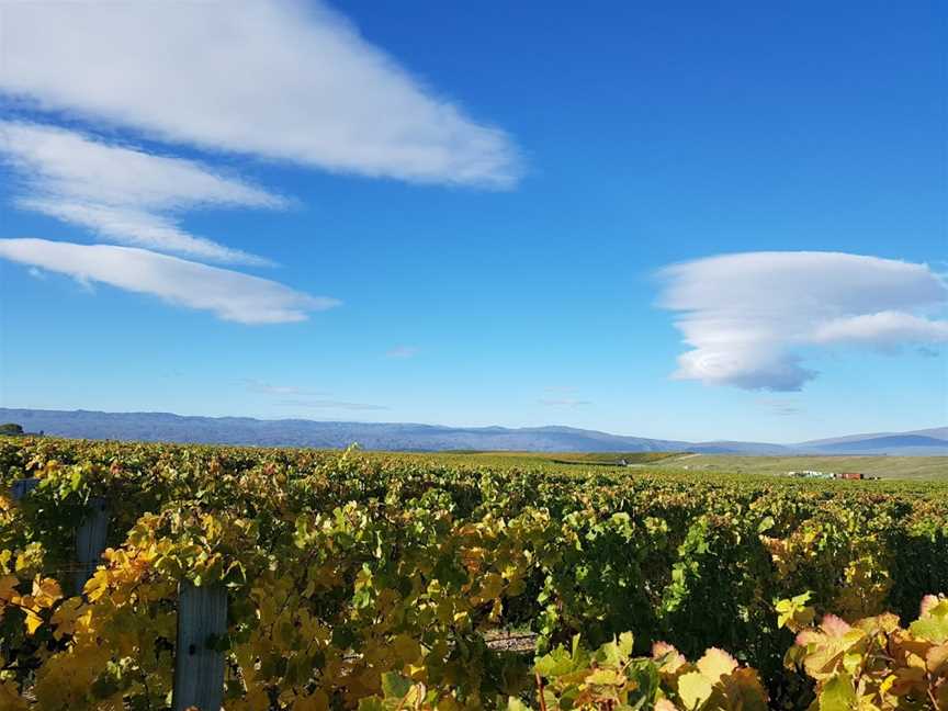 Mc Arthur Ridge Vineyard, Alexandra, New Zealand