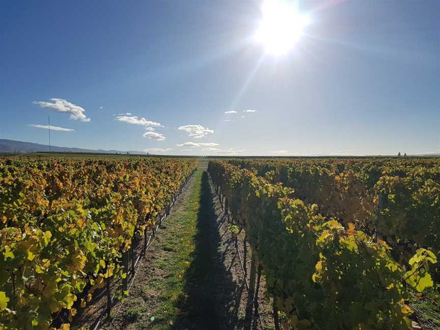 Mc Arthur Ridge Vineyard, Alexandra, New Zealand