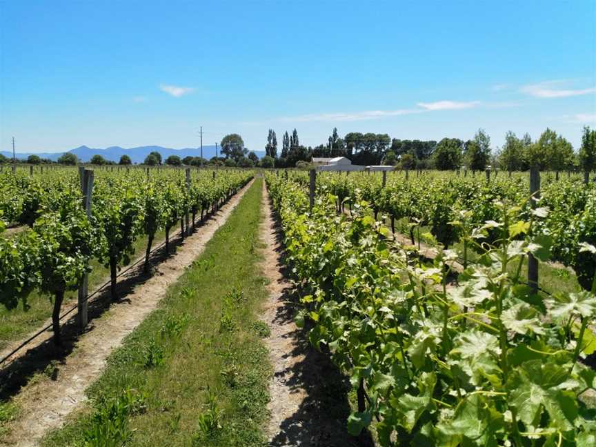 Mount Riley Wines, Riverlands, New Zealand