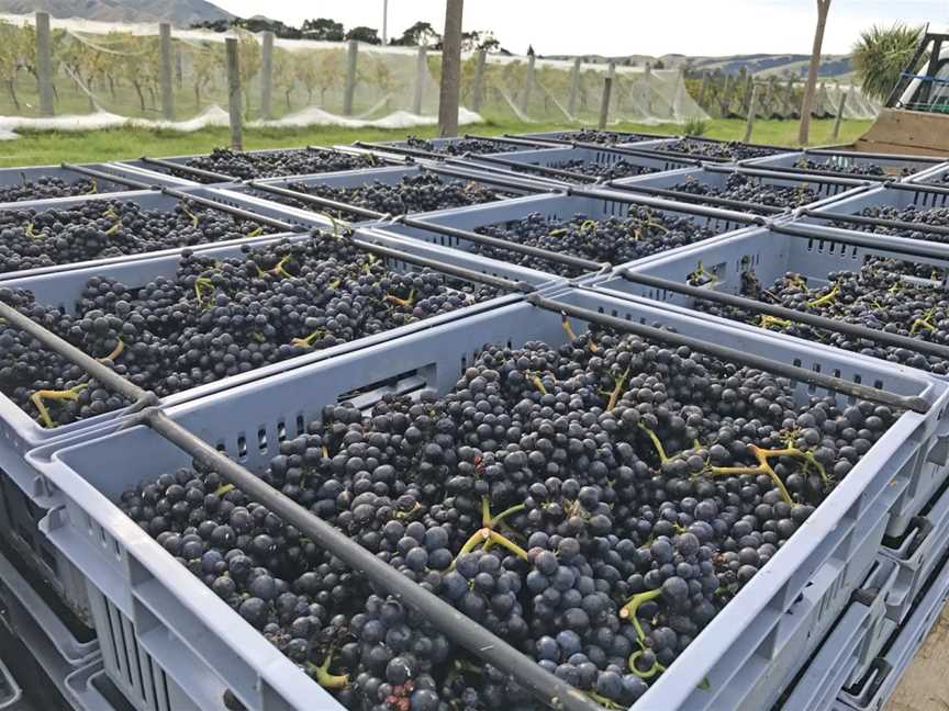 Pond Paddock Vineyard, Martinborough, New Zealand