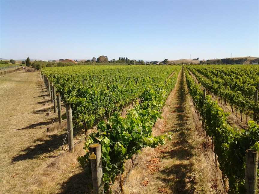 Unison Vineyard, Hastings, New Zealand