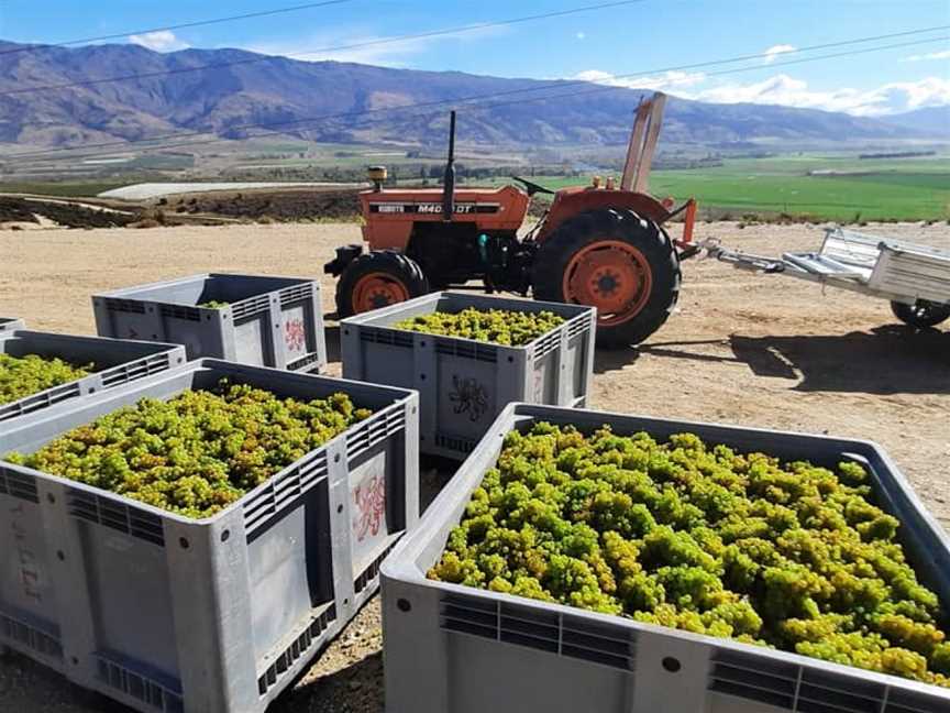 van der Mark vineyard & ariosa wines, Bendigo, New Zealand