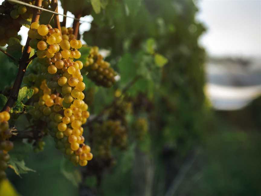 Dog Point Vineyard, Renwick, New Zealand