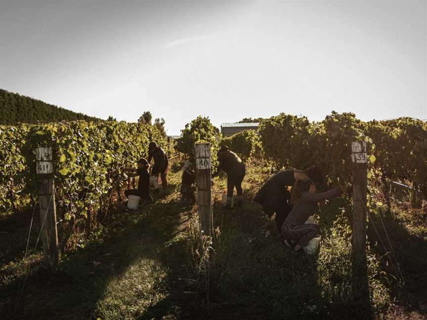 Martinborough Vineyard, Martinborough, New Zealand