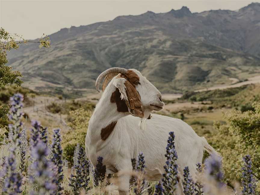 Nanny Goat Vineyard, Wanaka, New Zealand