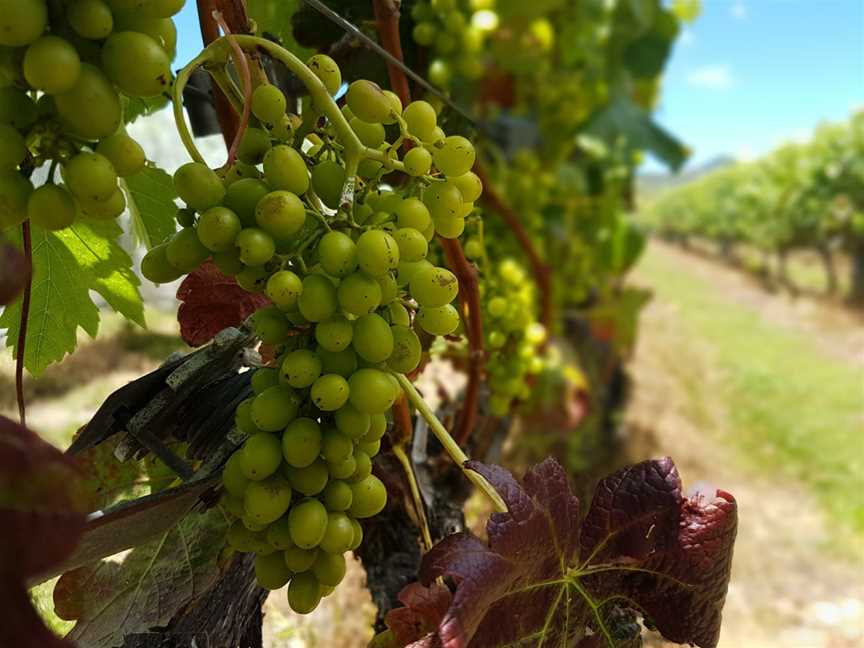 Okahu Estate, Kaitaia, New Zealand