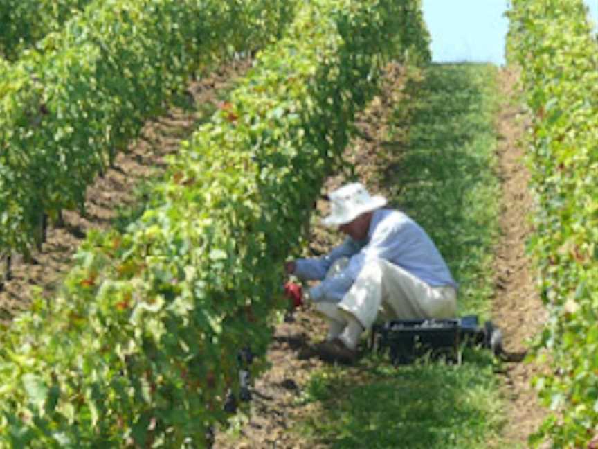 Gillman Vineyard, Wineries in Matakana