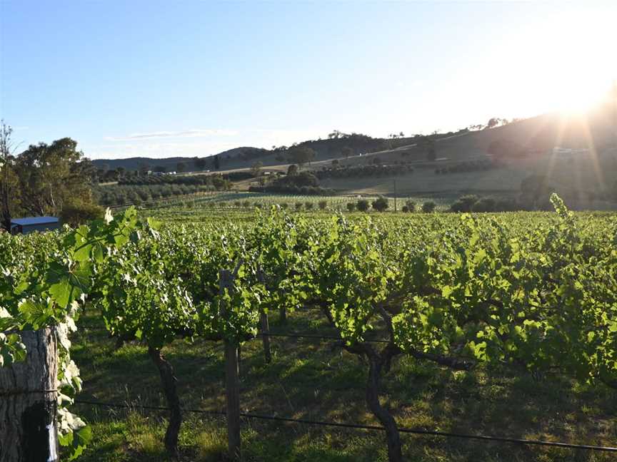 A view over our vineyard and olive grove