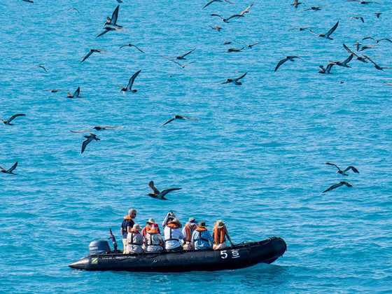 Islands for Birdwatching