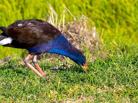 Birdwatching in the south