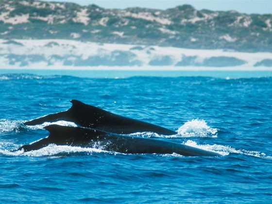 Whale watching in the Golden Outback