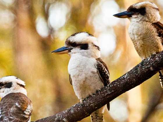 Birdwatching in WA