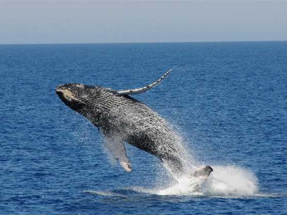 Whale watching in WA