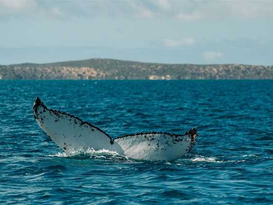 Whale watching in WA's north west